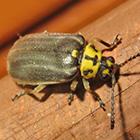 Megaleruca species